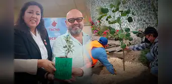 ¿Adoptarías un árbol? Conoce la innovadora medida en Tacna para conservar especies en peligro de extinción