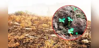 Perú adoptará innovadora técnica de Egipto para reforestar zonas afectadas por incendios forestales