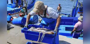Pescadores anuncian grave crisis en Piura por la escasez de pota en Paita Pescadores anuncian grave crisis en Piura por la escasez de pota en Paita