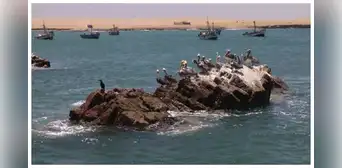 SNP insiste en pescar en zona prohibida de la Reserva Nacional de Paracas SNP insiste en pescar en zona prohibida de la Reserva Nacional de Paracas