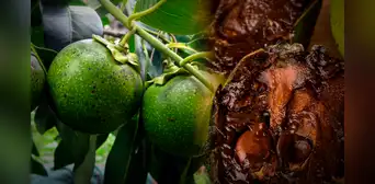 La fruta originaria de América Latina que sabe a pudín de chocolate: se consume en postres, vinos o fruta fresca