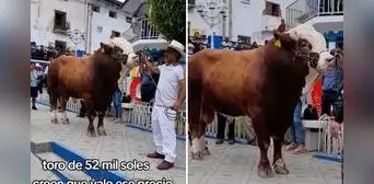 Ganadero camajarquino revela que toro cuesta S/52.000 y deja en shock a usuarios en redes Ganadero camajarquino revela que toro cuesta S/52.000 y deja en shock a usuarios en redes