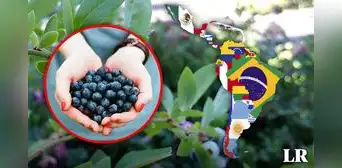 Conoce al impresionante oro azul, una de las frutas más ricas en antioxidantes que podría romper récord en exportación en Perú