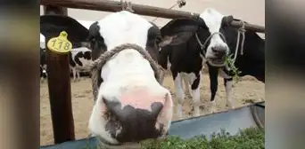 Ganaderos del Perú piden mayor apoyo al Midagri para impulsar compra de leche a las mypes