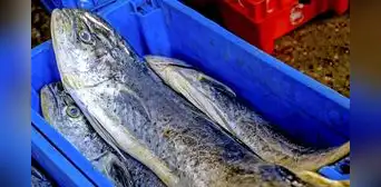 Produce fija límite máximo de captura del perico para la temporada de pesca 2024 - 2025 Produce fija límite máximo de captura del perico para la temporada de pesca 2024 - 2025