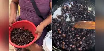 Peruanos capturan hormigas en la selva para luego freírlas: “Buen provecho, ñañitos” Peruanos capturan hormigas en la selva para luego freírlas: “Buen provecho, ñañitos”