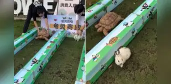 Realizan carrera entre tortuga y un conejo, pero resultado sorprende en redes: “Se hizo canon” Realizan carrera entre tortuga y un conejo, pero resultado sorprende en redes: “Se hizo canon”