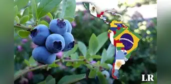 Conoce al impresionante oro azul, una de las frutas más ricas en antioxidantes que podría romper récord en exportación en Perú Conoce al impresionante oro azul, una de las frutas más ricas en antioxidantes que podría romper récord en exportación en Perú