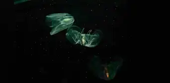 Científicos descubren que un animal se fusiona con otro para seguir viviendo tras resultar herido Científicos descubren que un animal se fusiona con otro para seguir viviendo tras resultar herido