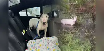 Rescatan a perrito abandonado y atado a una valla a pocas horas del huracán Milton: "No le hagan esto a sus mascotas" Rescatan a perrito abandonado y atado a una valla a pocas horas del huracán Milton: "No le hagan esto a sus mascotas"
