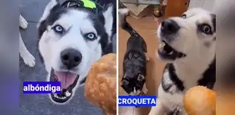 Perro sorprende al 'hablar' como una persona y es toda una sensación en TikTok