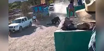 Adulta mayor de 80 años muere tras ser embestida por un toro en festejo de la Virgen del Rosario en Arequipa Adulta mayor de 80 años muere tras ser embestida por un toro en festejo de la Virgen del Rosario en Arequipa