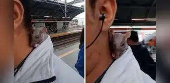 Peruano se pasea con su rata ‘egipicia’ en el Metro de Lima y es furor en redes: “No paga pasaje” Peruano se pasea con su rata ‘egipicia’ en el Metro de Lima y es furor en redes: “No paga pasaje”