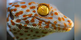 Científicos descubren el ‘sexto sentido’ de un animal que les permite comunicarse a través del suelo y el agua