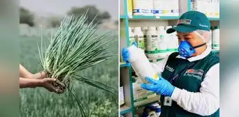 Estudio revela altos niveles de pesticidas en cebolla china del Mercado de Santa Anita: 10.900% más del límite permitido