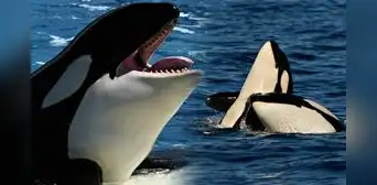 Científicos graban a grupo de orcas devorando delfines en el norte de Chile y descubren nueva forma de caza Científicos graban a grupo de orcas devorando delfines en el norte de Chile y descubren nueva forma de caza