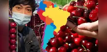 El boom de las cerezas de Sudamérica en China: cómo este país conquistó el mercado chino con 377.000 toneladas exportadas al año El boom de las cerezas de Sudamérica en China: cómo este país conquistó el mercado chino con 377.000 toneladas exportadas al año