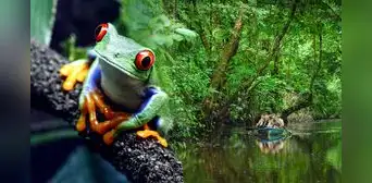 Este es el ÚNICO país de América Latina entre los 10 mejores protectores de la naturaleza: no es Brasil Este es el ÚNICO país de América Latina entre los 10 mejores protectores de la naturaleza: no es Brasil