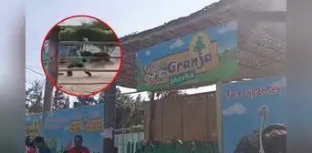 Chimbote: avestruz atacó a picotazos a trabajador de granja cuando realizaba limpieza Chimbote: avestruz atacó a picotazos a trabajador de granja cuando realizaba limpieza