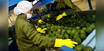 Agroexportaciones peruanas sumaron US$6.755 millones entre enero y agosto Agroexportaciones peruanas sumaron US$6.755 millones entre enero y agosto