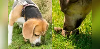 ¿Sabes por qué los perros comen heces? Reconocido veterinario lo explica: "Está relacionado con su aprendizaje"