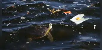 El país de Sudamérica que tira más residuos plásticos al océano, según estudio: 1,3 millones de toneladas al año