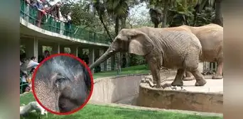 ¿Los elefantes pueden ser considerados personas? Tribunal de Colorado evalúa inusual caso de demanda a un zoológico ¿Los elefantes pueden ser considerados personas? Tribunal de Colorado evalúa inusual caso de demanda a un zoológico