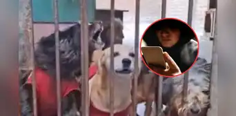 Envenenan a perritos en Carabayllo luego de que albergue se negara a pagar cupo: un can murió Envenenan a perritos en Carabayllo luego de que albergue se negara a pagar cupo: un can murió