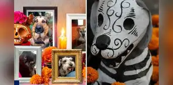 Día de Muertos de mascotas 2024: ¿a qué hora llegan los animales fallecidos a visitar a sus familiares?