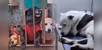 Extorsionadores envenenan a perritos de albergue en Carabayllo y amenazan a dueños que le pasarán "cosas peores" Extorsionadores envenenan a perritos de albergue en Carabayllo y amenazan a dueños que le pasarán "cosas peores"