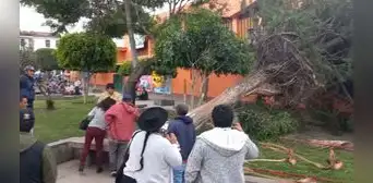 Ayacucho: Árbol se cae a causa de vientos huracanados y casi mata a más de 20 vendedores ambulantes