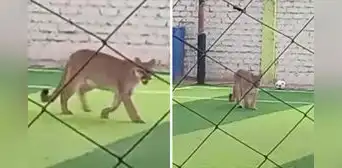 Captan a puma ingresando a campo deportivo en Chincha y usuarios bromean: “Quería su pichanga” Captan a puma ingresando a campo deportivo en Chincha y usuarios bromean: “Quería su pichanga”
