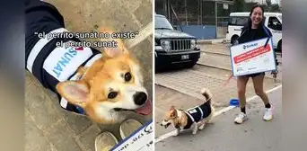 Perrito disfrazado de inspector de la Sunat es furor en redes: "¿Dulces o fiscalización?"