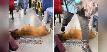 Perrito duerme plácidamente en bus de Lima y usuarios bromean: “Se va a pasar de paradero”