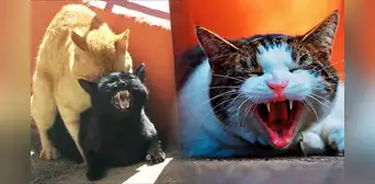 ¿Por qué las gatas maúllan tan fuerte al aparearse? Esta es la razón detrás de este comportamiento ¿Por qué las gatas maúllan tan fuerte al aparearse? Esta es la razón detrás de este comportamiento
