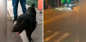 Maltrato animal en Ate: mujer le lanza agua hirviendo a perro frente a su vivienda y vecinos exigen sanciones Maltrato animal en Ate: mujer le lanza agua hirviendo a perro frente a su vivienda y vecinos exigen sanciones