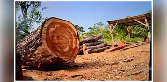 Desbaratan banda que exportaba madera ilegal a varios países