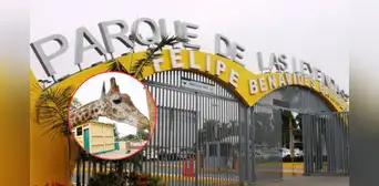 Parque de las Leyendas suspende temporalmente una de sus atracciones más visitadas, ¿qué pasó? Parque de las Leyendas suspende temporalmente una de sus atracciones más visitadas, ¿qué pasó?