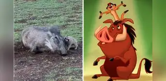 Jabalí y suricata jugando juntos sorprenden en redes: “'Timón y Pumba' en la vida real” Jabalí y suricata jugando juntos sorprenden en redes: “'Timón y Pumba' en la vida real”