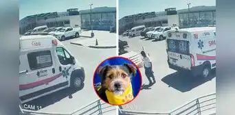 ¡Justicia para Sultán! Perrito murió tras ser atropellado por ambulancia del SAMU: Chofer se burló y se fue