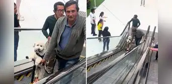 Perrito usa scooter para subir escaleras eléctricas y es furor en redes: “Como se lo merece”