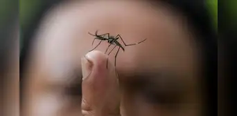 Investigadores proponen un método insólito para eliminar a los mosquitos: el objetivo es dejarlos 'sordos'