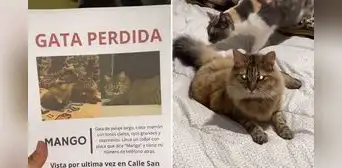 Joven repartió carteles para hallar a su gata desaparecida y lo encuentra de forma insólita: “Estaba de parranda”