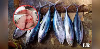 Se halló un alto nivel de mercurio en pescados de supermercados: autoridades de Europa exigen el retiro urgente