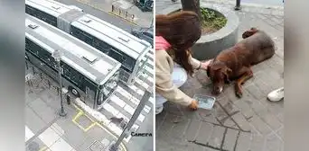 El preciso momento en que un bus del Metropolitano atropella a un perro en Cercado de Lima El preciso momento en que un bus del Metropolitano atropella a un perro en Cercado de Lima