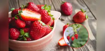Los puntos de las fresas esconden una función especial, ¡y no son semillas!: descubre su función Los puntos de las fresas esconden una función especial, ¡y no son semillas!: descubre su función