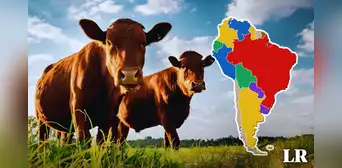 El país de Sudamérica que tiene más vacas que personas: posee 12 millones de bovinos y solo 3,4 millones de habitantes El país de Sudamérica que tiene más vacas que personas: posee 12 millones de bovinos y solo 3,4 millones de habitantes