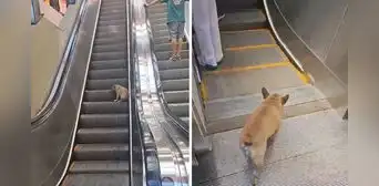 Perro descubre cómo usar escaleras mecánicas y sorprende con su habilidad de subir y bajar: clip es viral Perro descubre cómo usar escaleras mecánicas y sorprende con su habilidad de subir y bajar: clip es viral