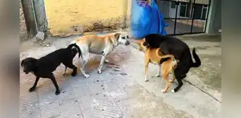 La razón por la que nunca deberías separar a los perros cuando se quedan 'pegados' tras aparearse La razón por la que nunca deberías separar a los perros cuando se quedan 'pegados' tras aparearse