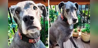 Perrita abandonada en refugio de EE. UU. conmueve al esperar a sus dueños en la ventana: “Llora y quiere que regresen" Perrita abandonada en refugio de EE. UU. conmueve al esperar a sus dueños en la ventana: “Llora y quiere que regresen"